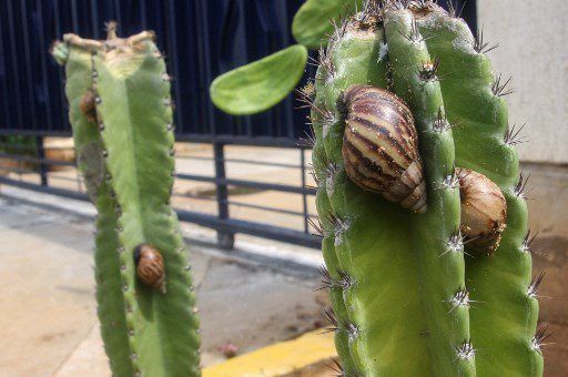 Una "plaga" de caracoles gigantes africanos, un molusco voraz y peligroso para humanos, fue detectada en el occidente de Venezuela, causando alarma en medio de un prolongado período de lluvias que facilita su reproducción. (Foto por Luis BRAVO / AFP)
