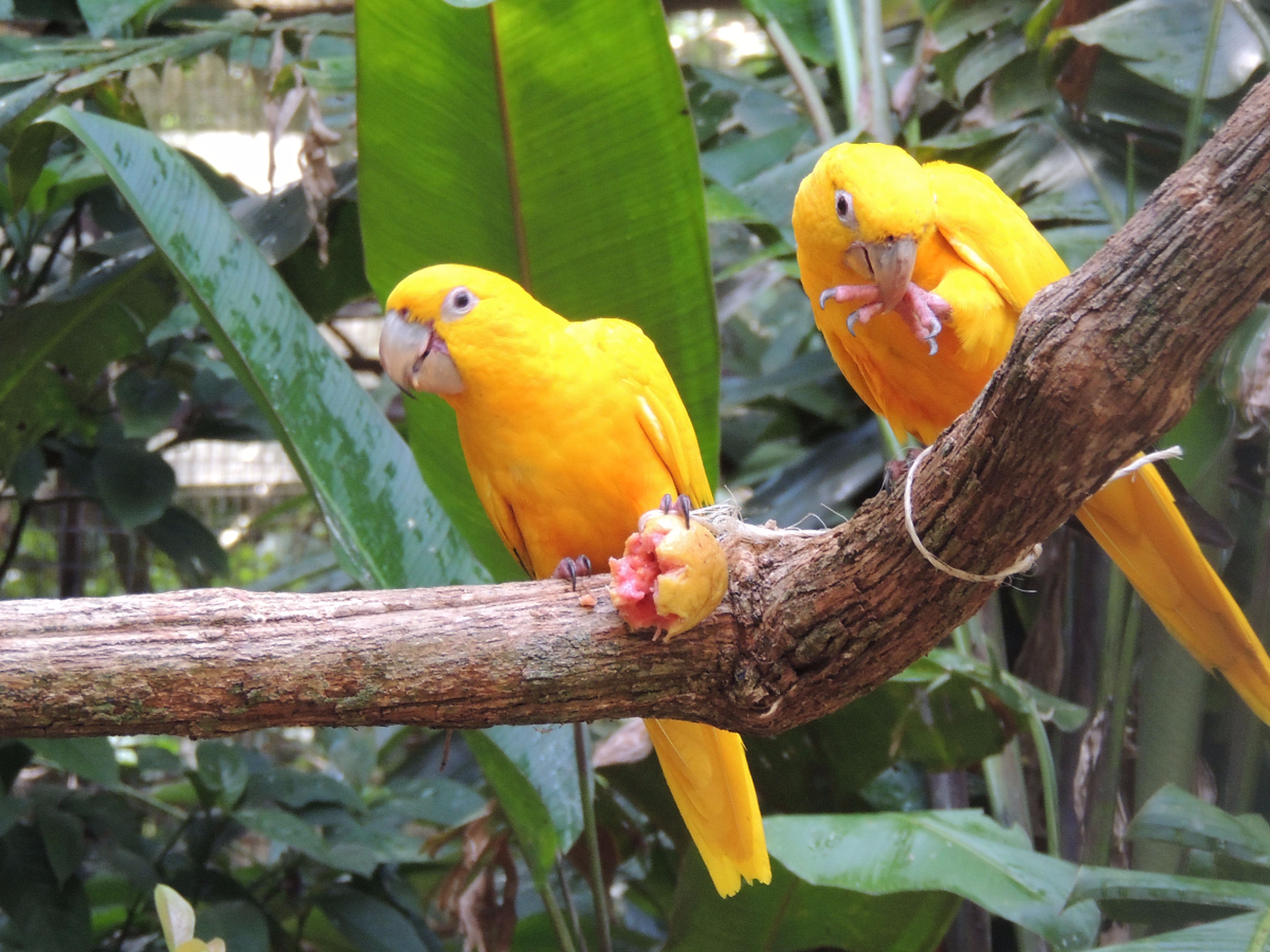 El Parque das aves de Foz de Iguazú, un  atractivo imperdible del circuito Cataratas     