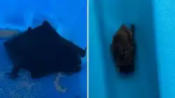 El murciélago fue analizado y dio negativo en la prueba de rabia.