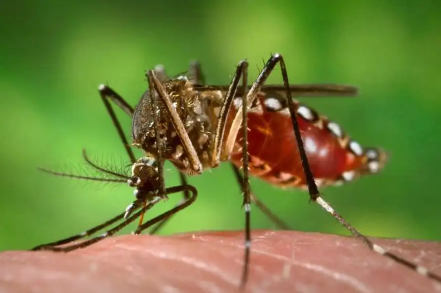 Cómo hacerle frente a los dos mosquitos de temporada: aedes albofasciatus y el aedes aegypti