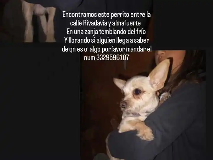 Encontraron a un perrito y buscan a sus dueños