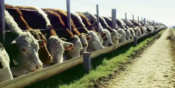 Feedlots: la suba del gordo mejora la relación insumo-producto para el engorde