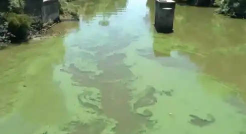 Punta Lara: Planta potabilizadora funciona con normalidad pese a que volvieron las cianobacterias