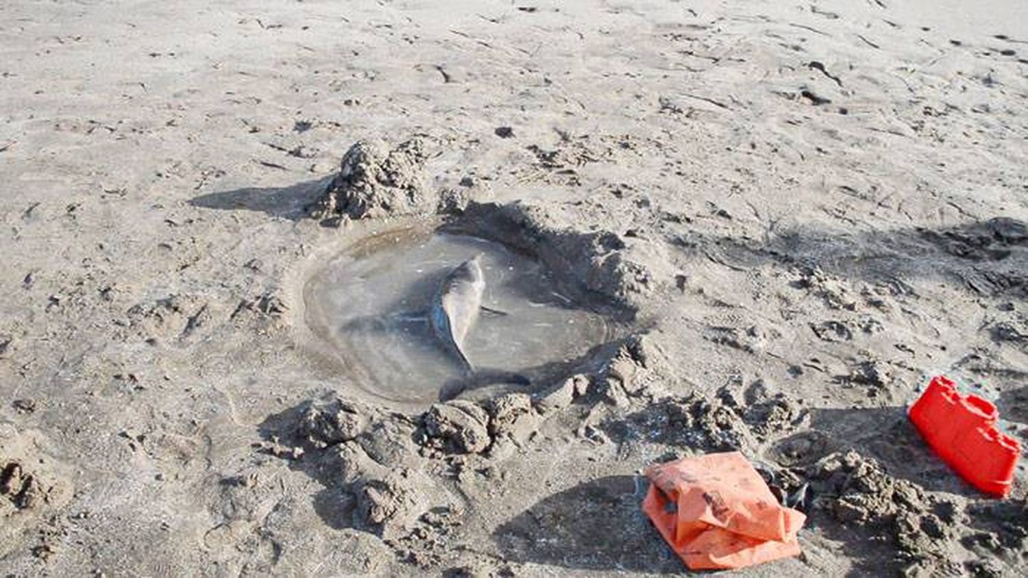 Preocupa la aparición de cachorros de delfín varados en las playas de la Costa Atlántica