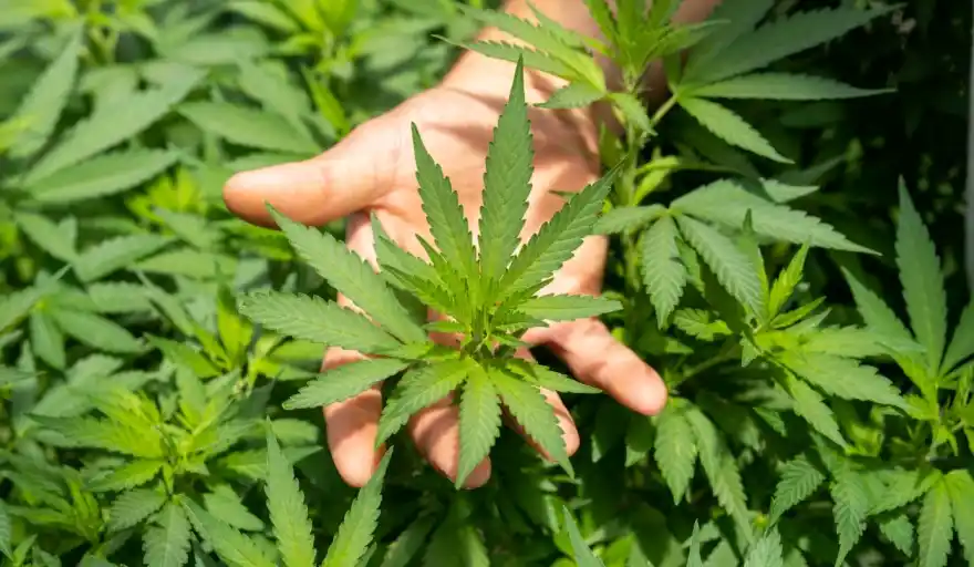 Junín: la justicia devuelve plantas de cannabis secuestradas a un paciente oncológico