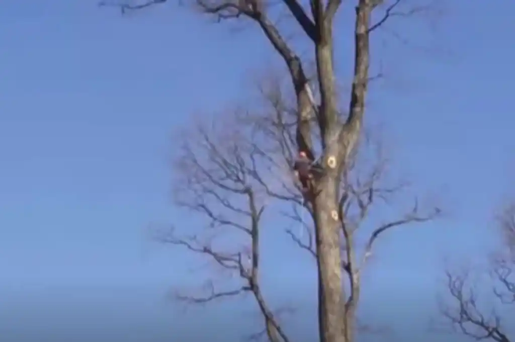 Talarán robles centenarios para reconstruir Notre Dame