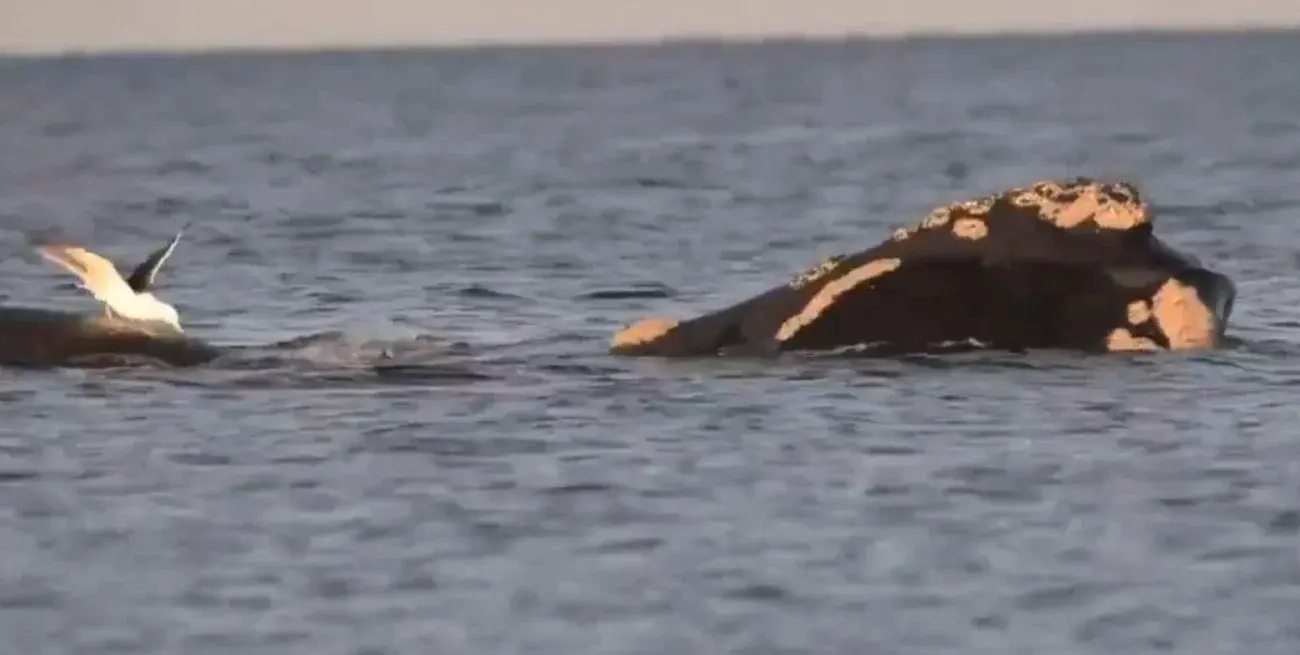 Luna llena y ballenas: una multitud disfrutó de un avistamiento nocturno único en Chubut