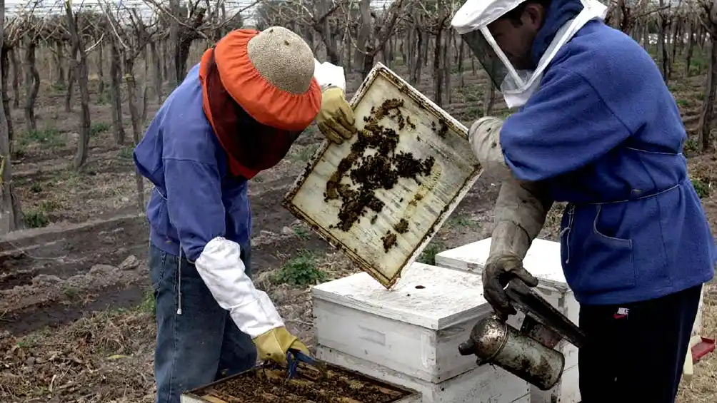 La producción de miel cayó un 15% arrastrando al consumo interno y externo