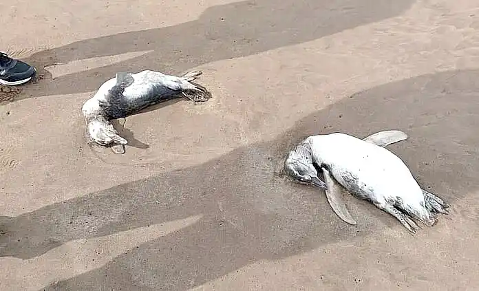 Continúa la preocupación en Mar del Plata por la aparición de pingüinos muertos en las playas
