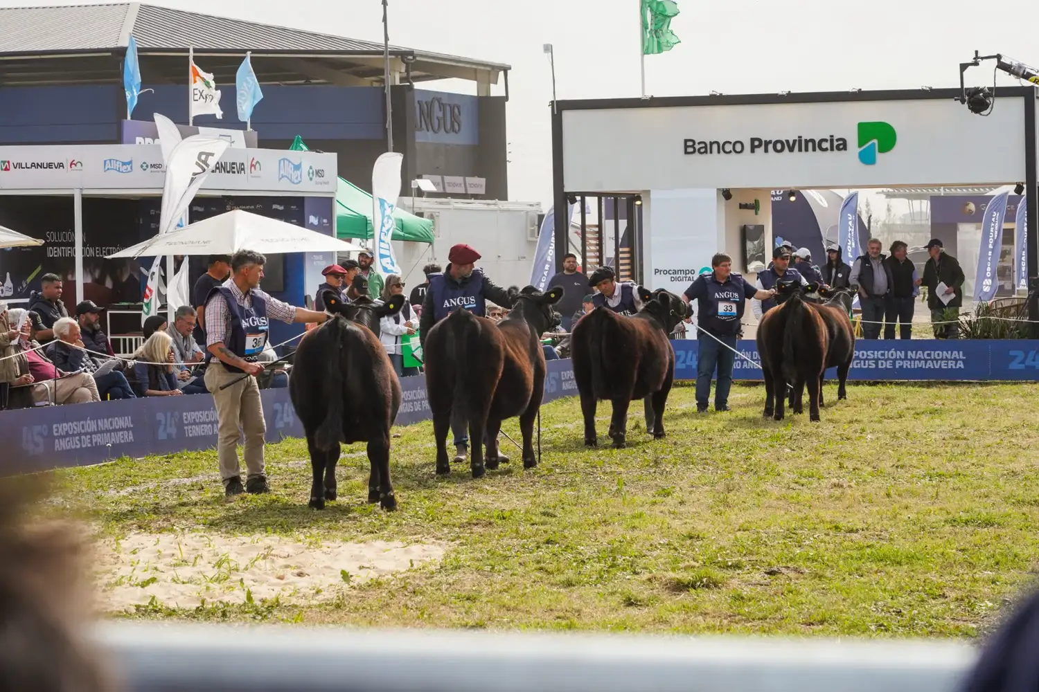 semana angus primavera 26 - 7