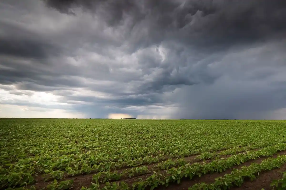 Según un reciente informe de la Bolsa de Comercio de Rosario, las perspectivas de lluvias para los próximos días podrían ser clave para mitigar las pérdidas.