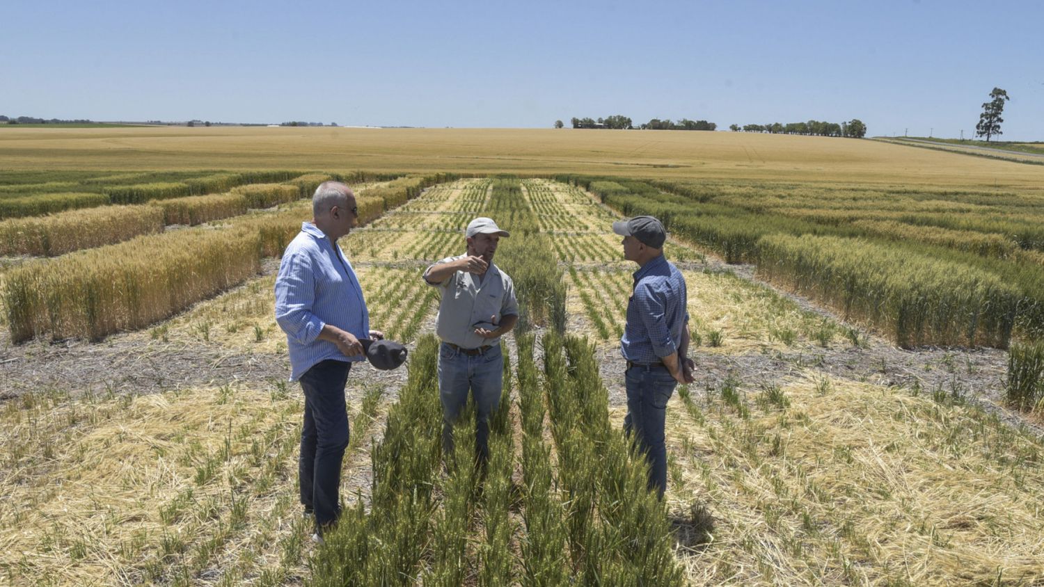 El subsecretario de Agricultura recorrió un lote con trigo HB4