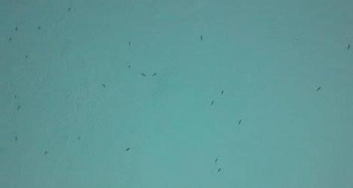 Mosquitos sin fumigar