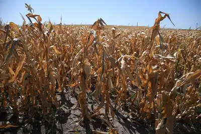 Emergencia Agropecuaria en Santa Fe: cuatro departamentos afectados por la sequía