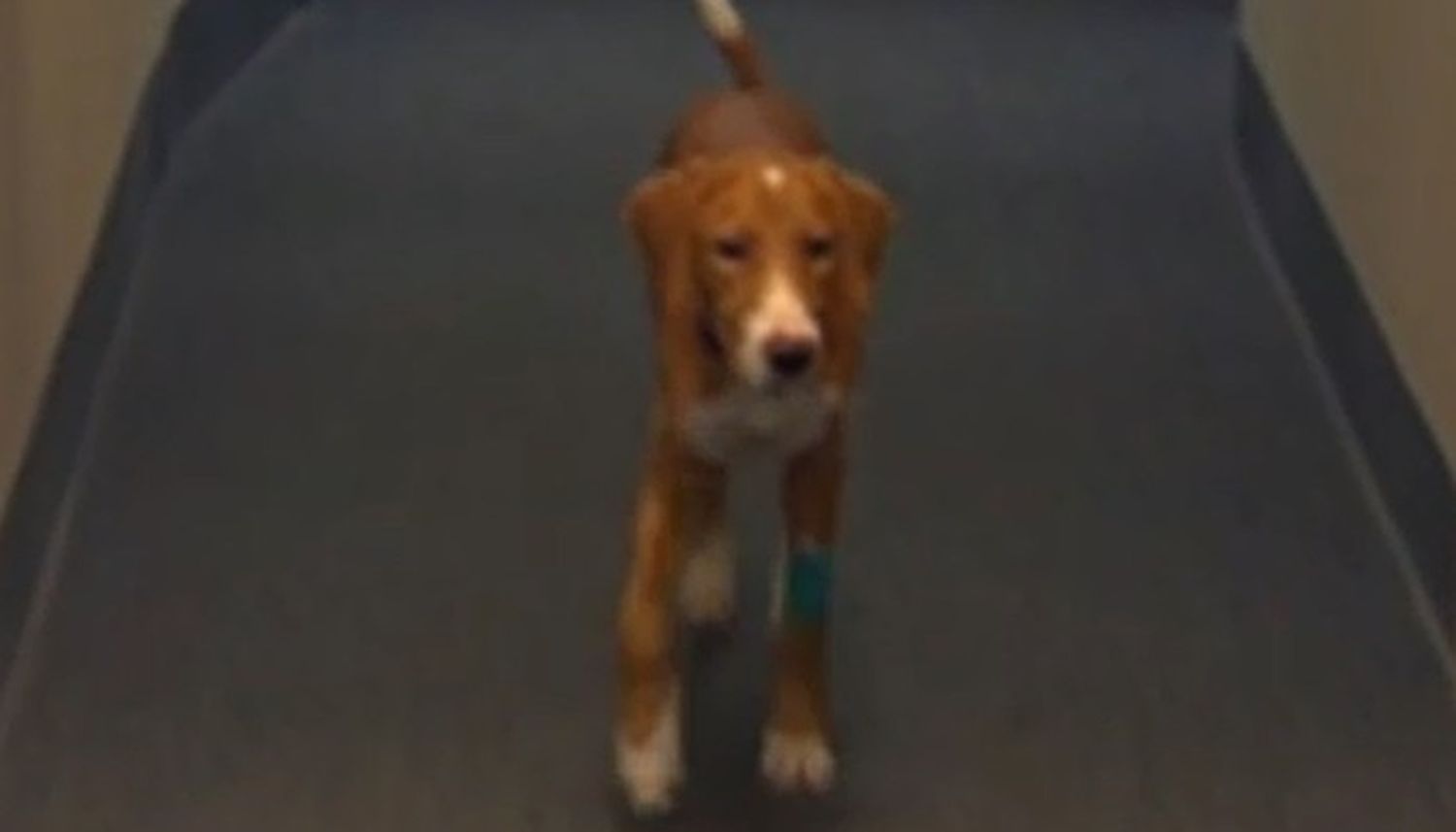 Un perrito ciego ve por primera vez