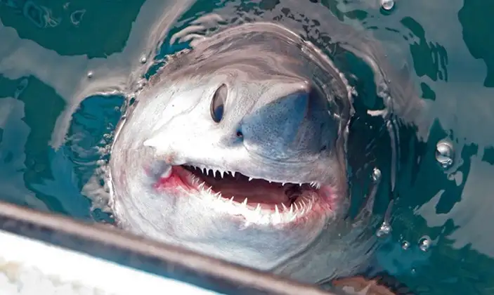 Video: Un hombre pescó un tiburón de 250 kilos