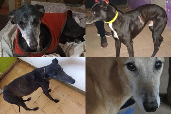 Robaron perros galgos del Refugio San Pedro