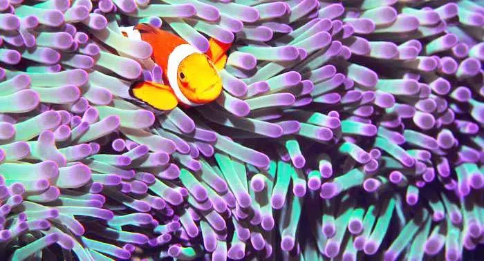 El mar necesita más silencio