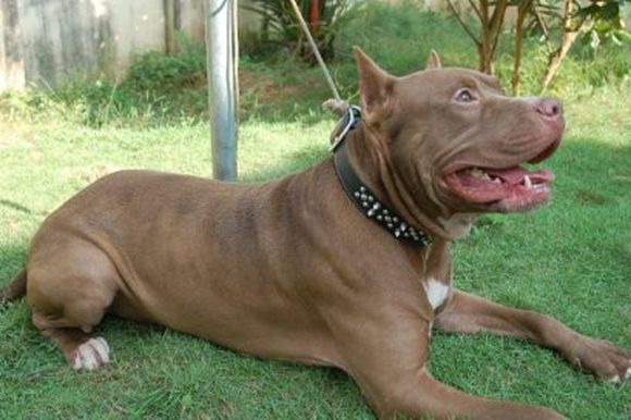 Un hombre mató con un cuchillo a un perro pitbull que estaba peleando con otro en la calle