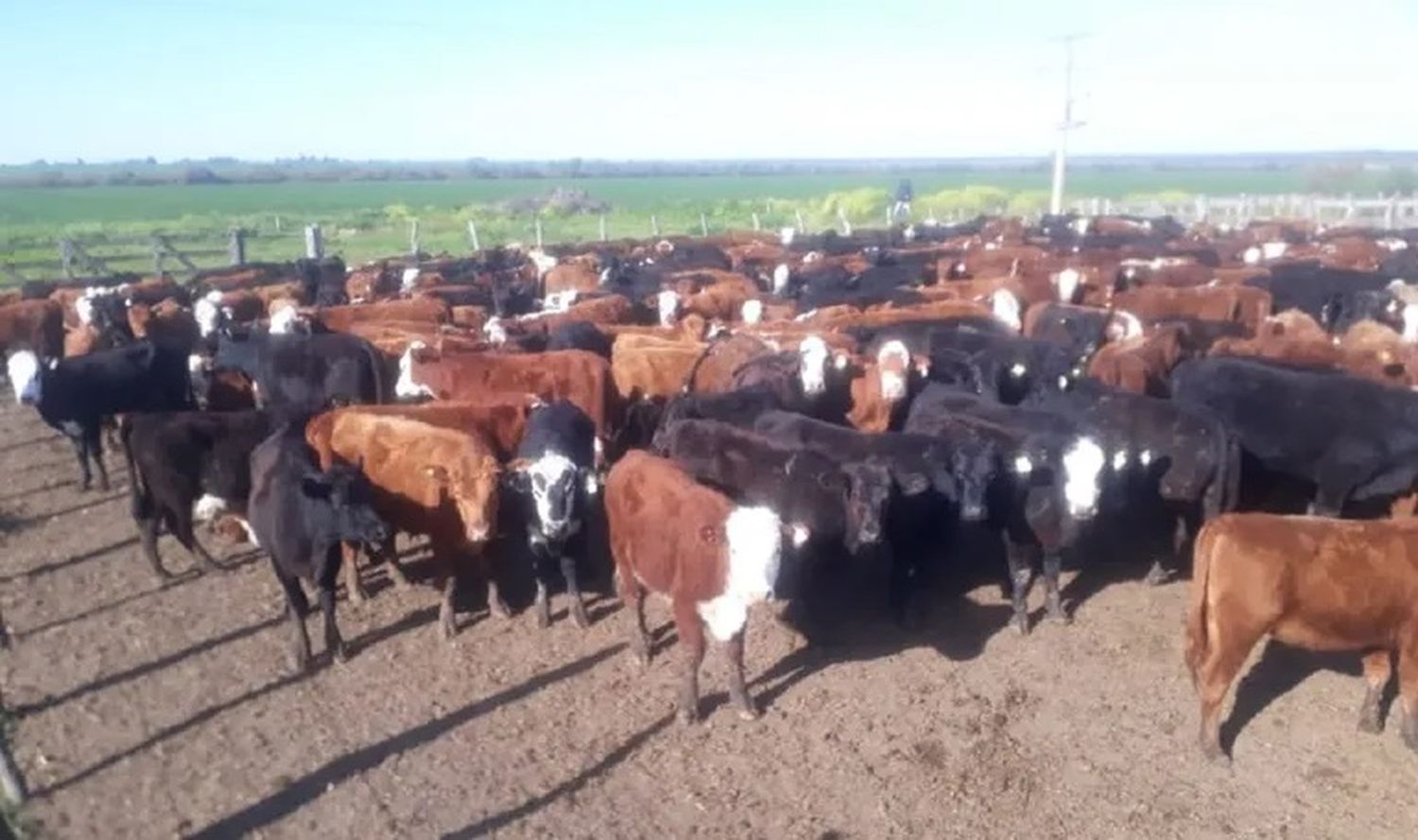 Secuestraron vacas y cerdos valuados en $190 millones