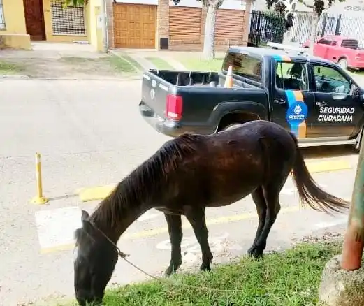 Rescatan a un equino suelto en la vía pública