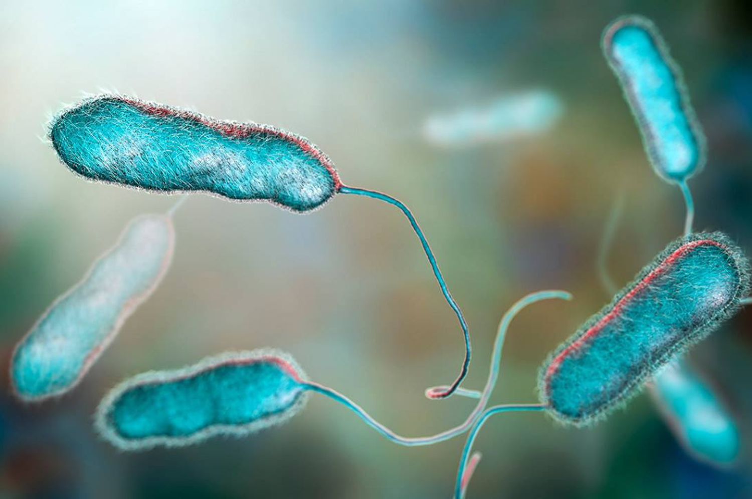 La legionella es una bacteria que se desarrolla en los sistemas de agua caliente sanitaria