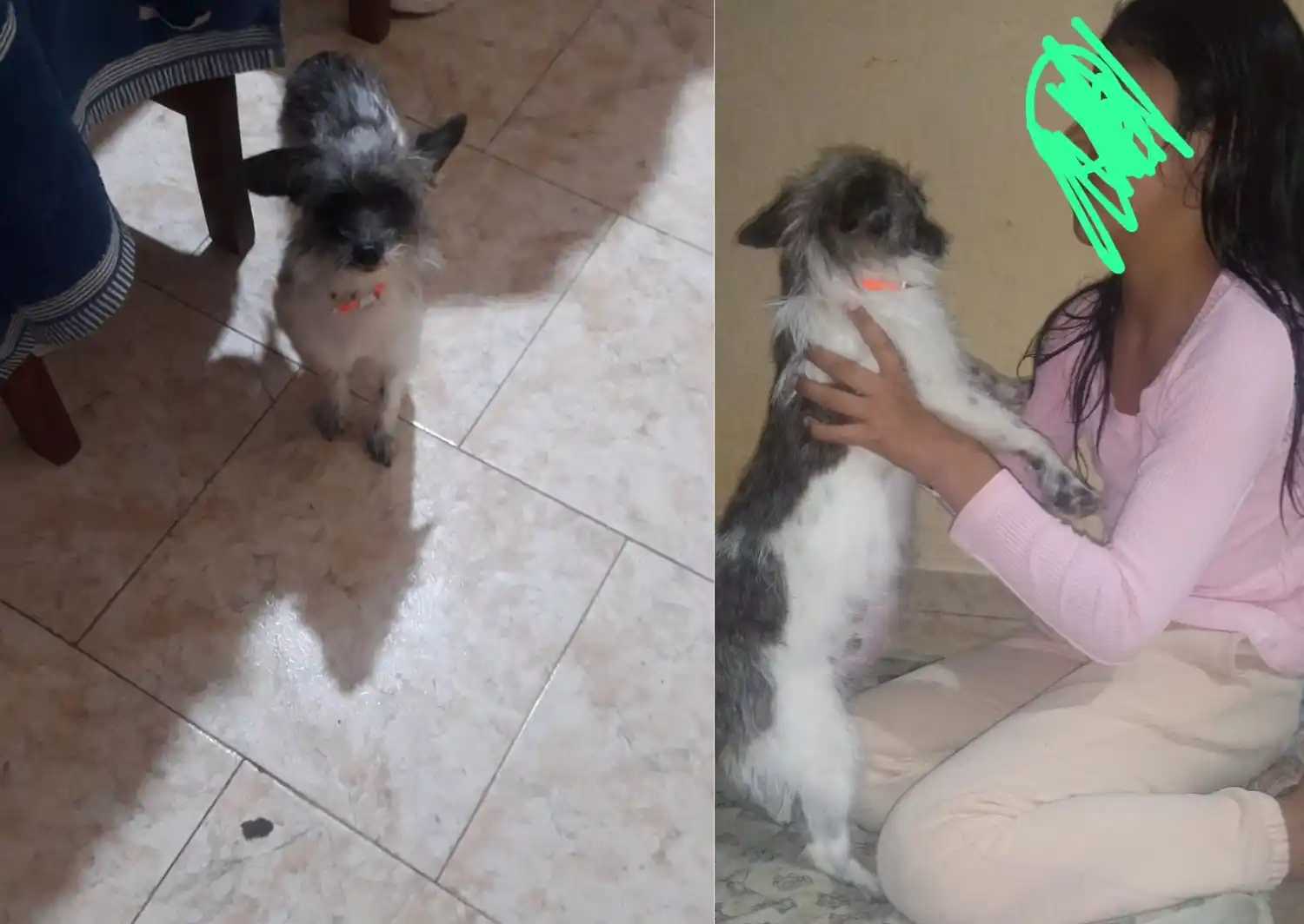 Perro perdido: buscan a Mora