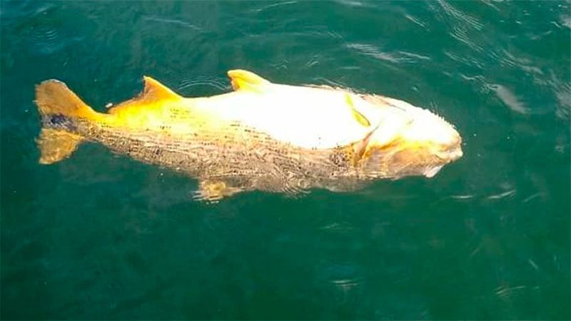 Aparecieron peces muertos en el río: investigan a que se debe