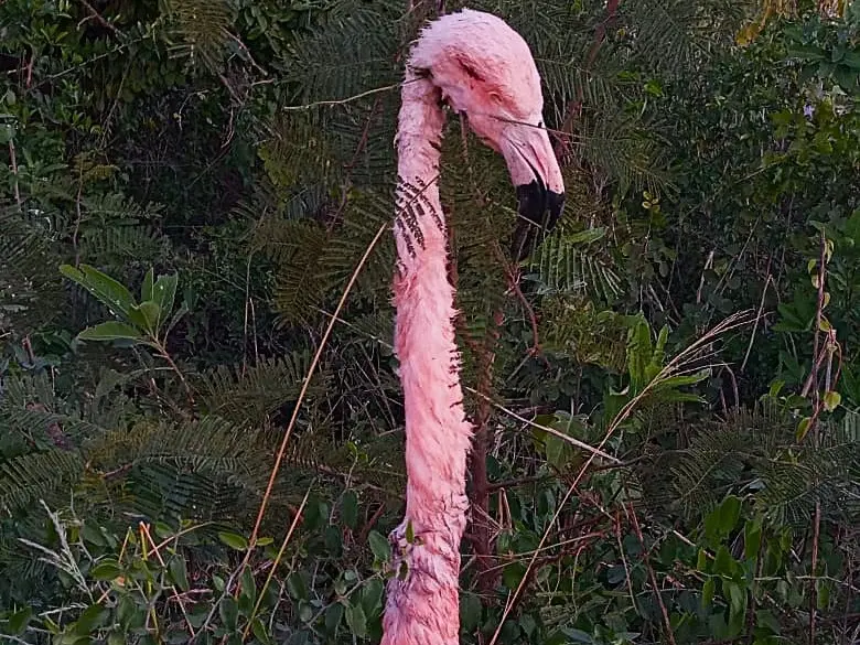 cabeza del animal sacrificado