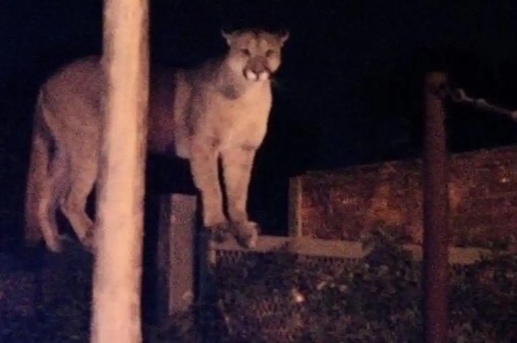 Ataliva: mataron a un puma que entró a un domicilio