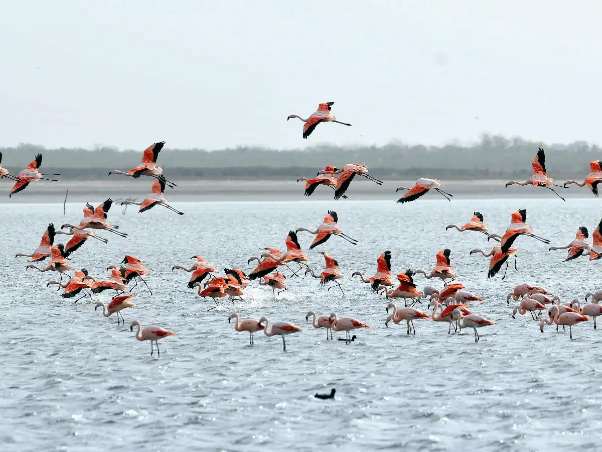 La laguna de Mar Chiquita o Mar de Ansenuza tendrá un nuevo reconocimiento, y en los próximos meses se agregará a la lista de parques nacionales.