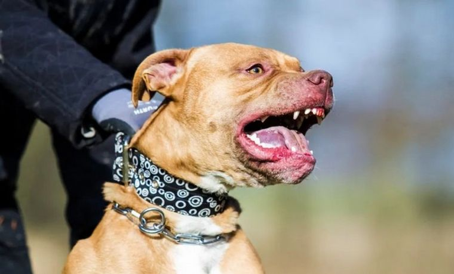 Córdoba: una nena de 9 años está gravísima tras el ataque de un pitbull