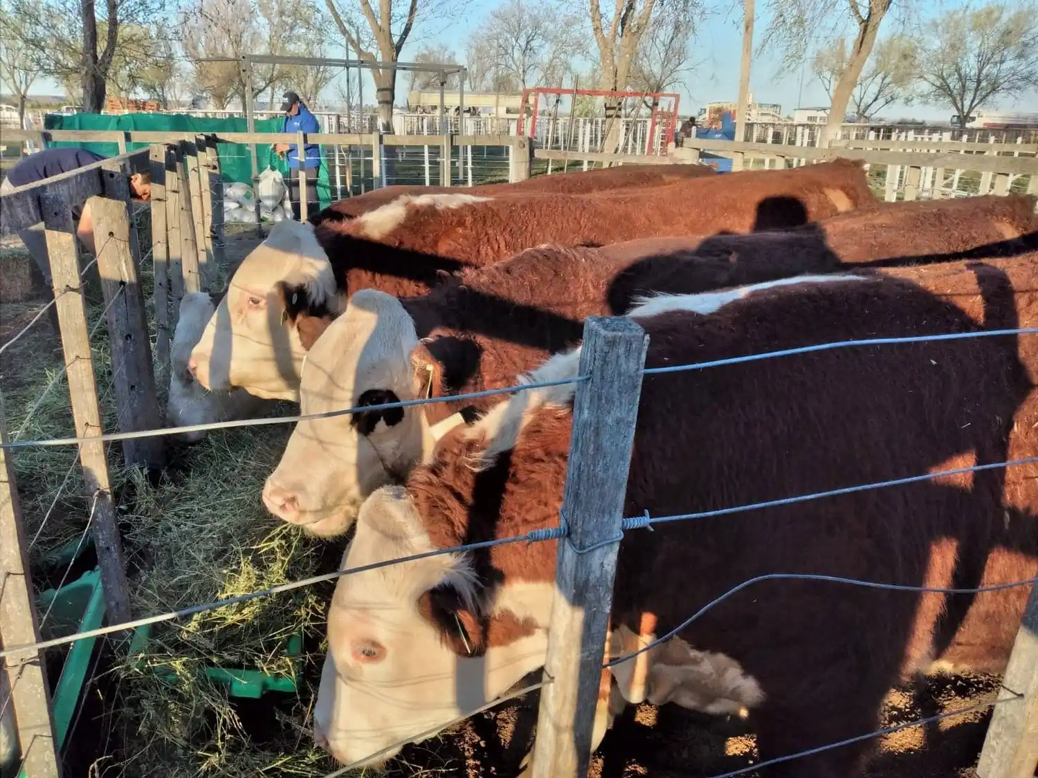 Vaquita rompe… dueño paga