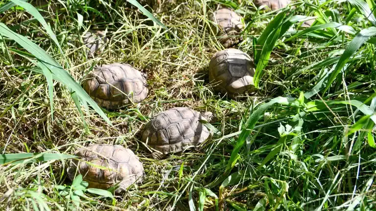 Alejandro Luciani - secretario de Biodiversidad de Santa Fe) | Decomisaron más de 500 animales silvestres en Ruta 34 y quedaron al resguardo en Granja La Esmeralda