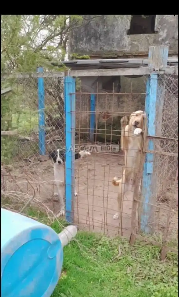 En Pueblo Belgrano funciona un “refugio” del horror: perros muertos, mal alimentados y a la intemperie