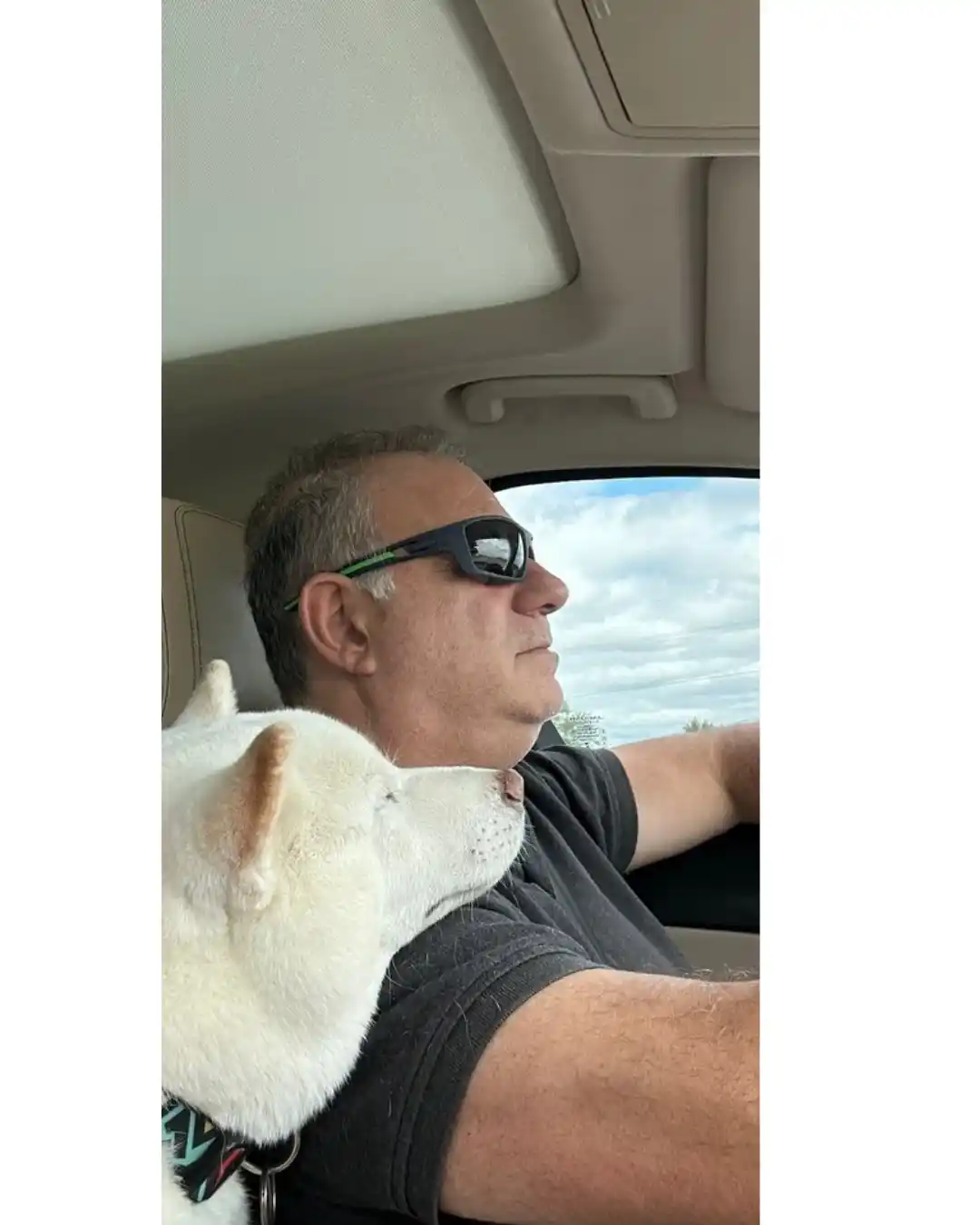 perros como testigos 2