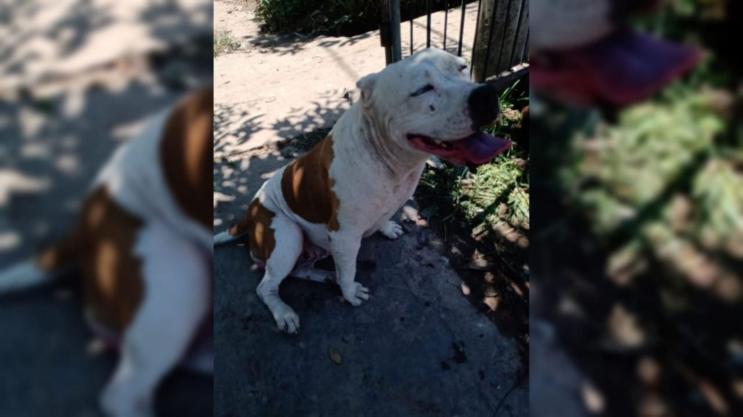 Buscan al dueño de una perrita perdida en año nuevo