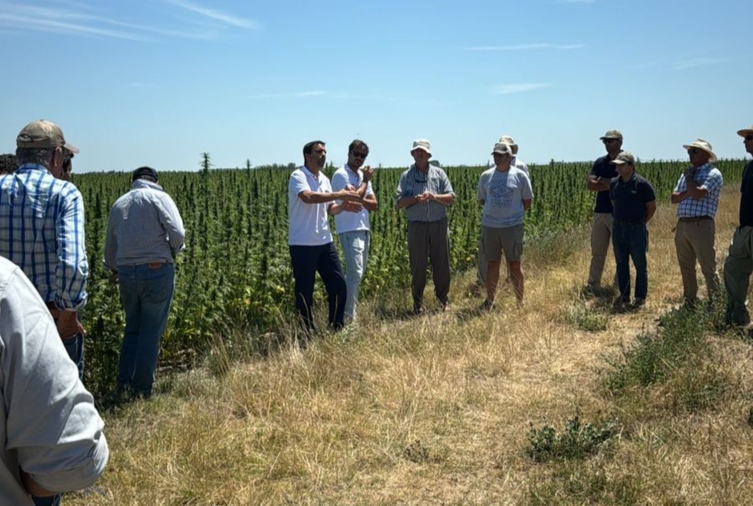 Cáñamo: el cultivo tabú que llega a los productores como alternativa