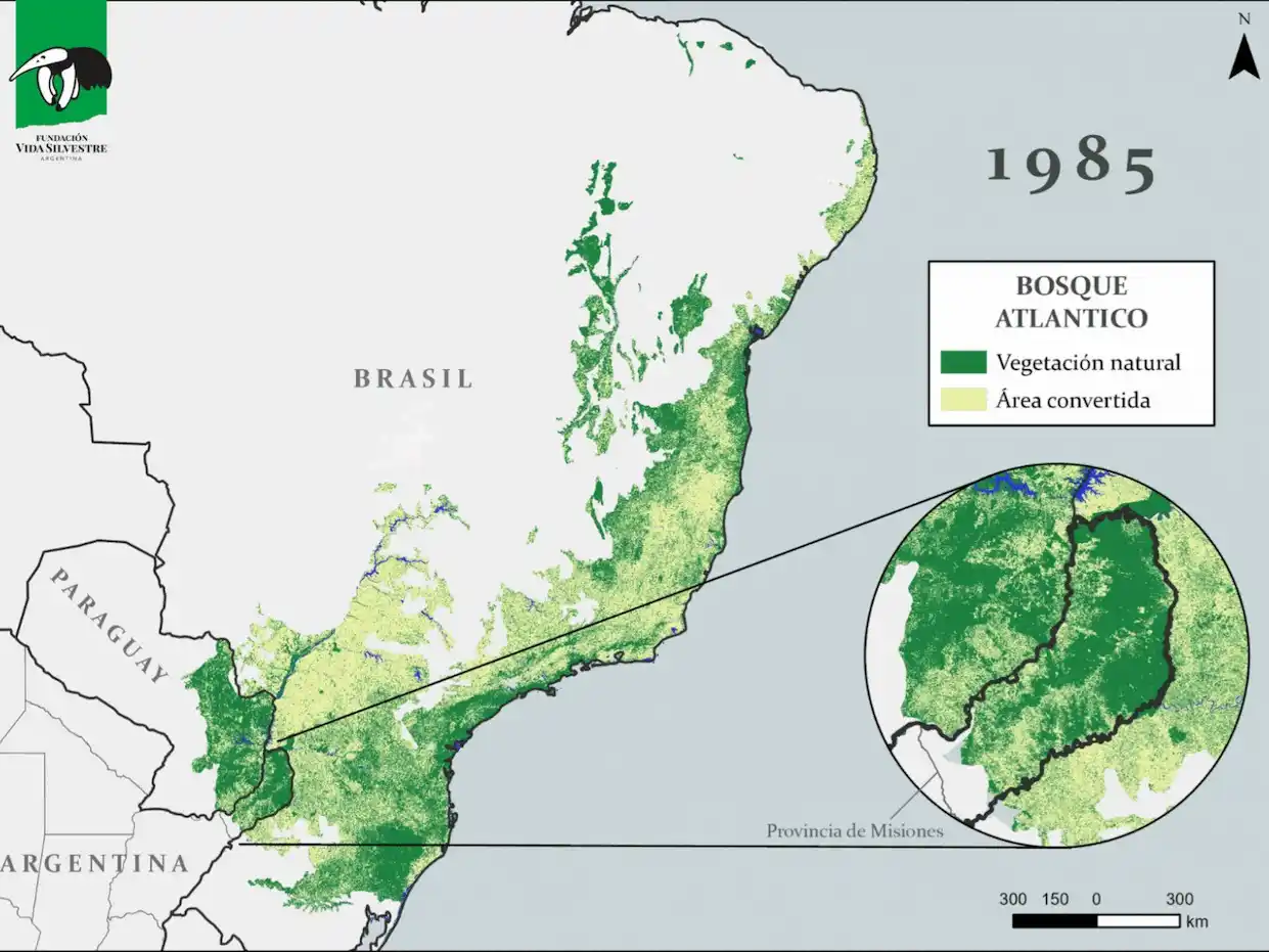 Nuevo mapa revela la pérdida del Bosque Atlántico y destaca los esfuerzos por conservarlo en Misiones