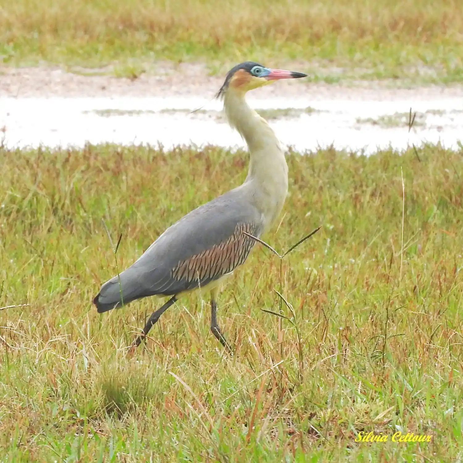 Fotografía gentileza de la Mga. Silvia Cettour