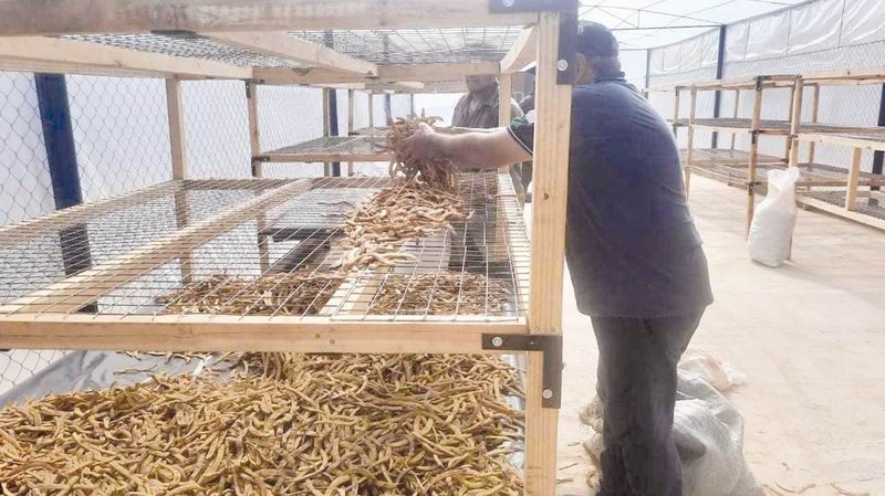 El Gobierno provincial comenzó la compra de
chauchas de algarroba a comunidades originarias