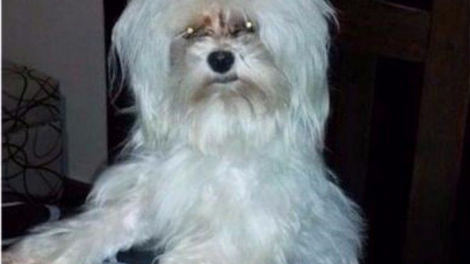 Insólito: Iban de vacaciones, pararon a comprar algo y les robaron el auto con el perro adentro