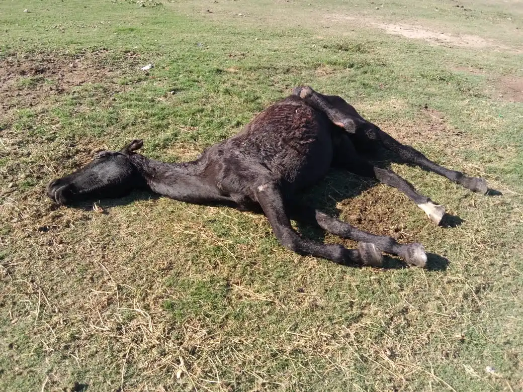 “Este caballo necesita ayuda”