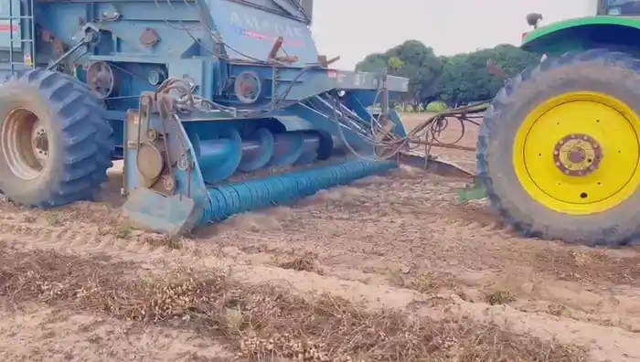Actualmente 68 hectáreas de maní están siendo explotadas por las plantas procesadoras más importantes  de la entidad. 