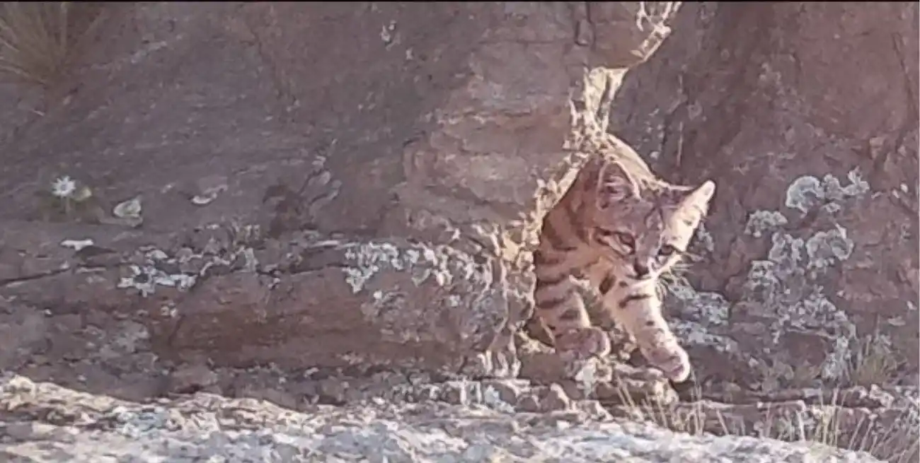 Confirmaron por tercer año consecutivo la presencia de gato andino en Mendoza