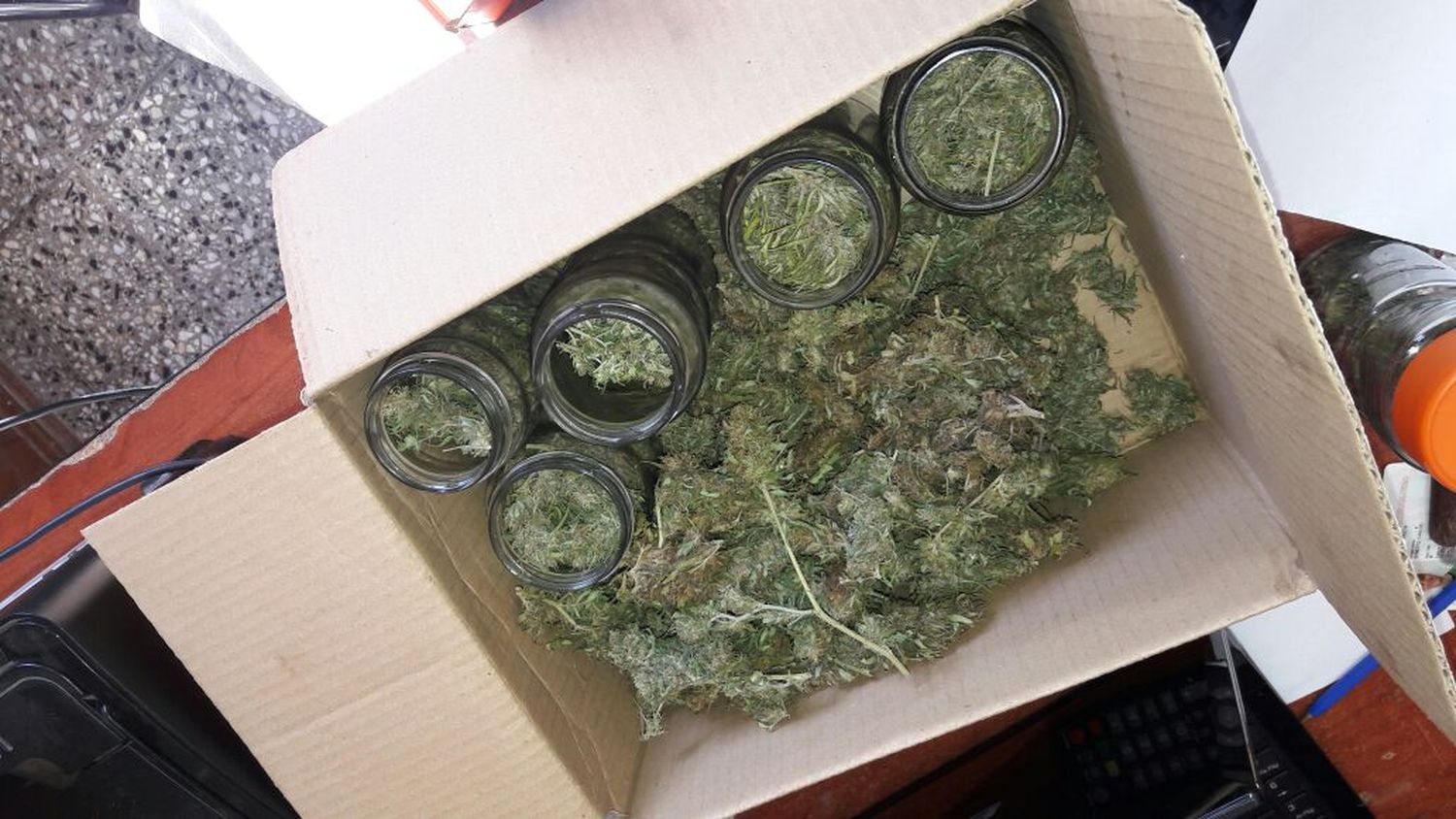 Secuestran más de 60 plantas de marihuana en Munro: Hay un detenido