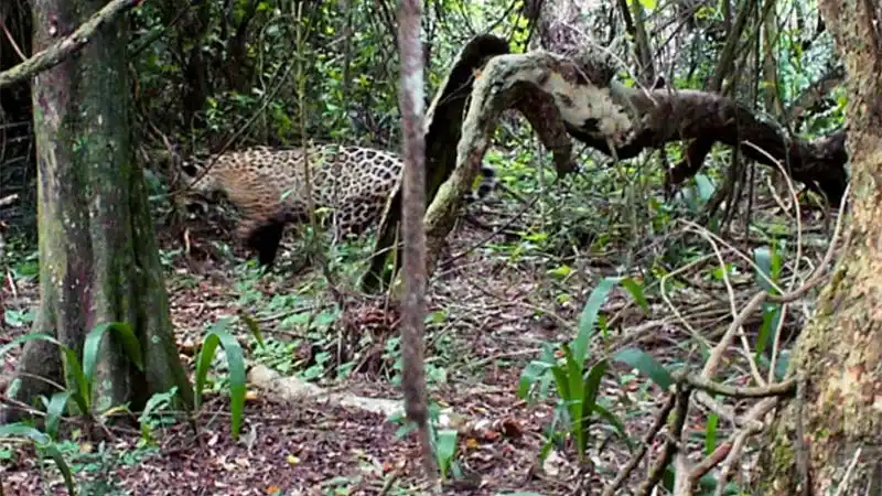 Fu captado por las cámaras trampa instaladas en el Parque Iberá