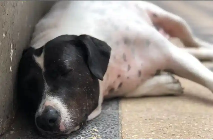 El falso perro callejero que estafó a estudiantes de abogacía en la UNR