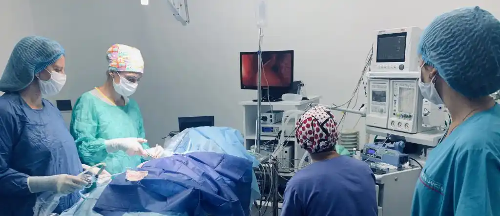 El Centro Oncológico Veterinario Tandil trabaja con capacitación y equipamiento