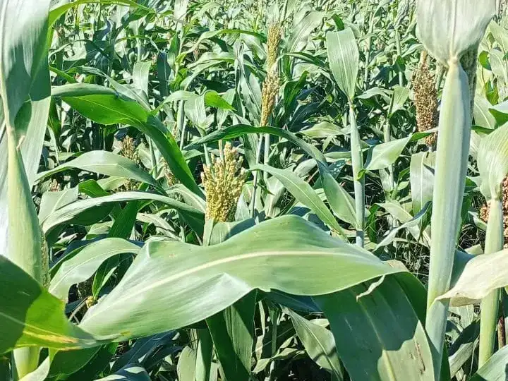 sorgo